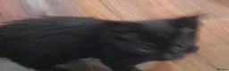 Mixed Breed cats for sale: Four lively black kittens for sale! in London - Advert 6