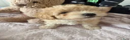 Maltipoo dogs for sale: 🧸5 stunning small teddy bears half Korean  🧸  - Advert 16