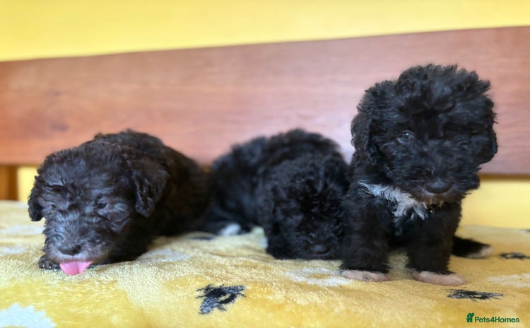 Bedlington Terrier dogs - Advert 9