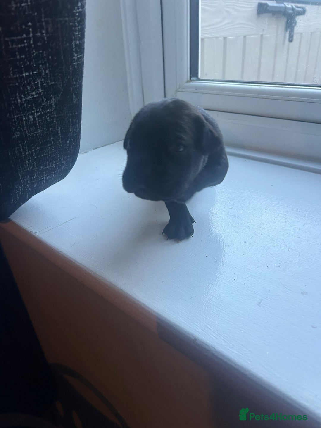Cane Corso dogs for sale: Cane corso puppies  - Image 7