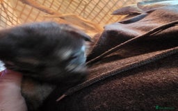 Mixed Breed dogs for sale: Pups fir sale  - Image 3
