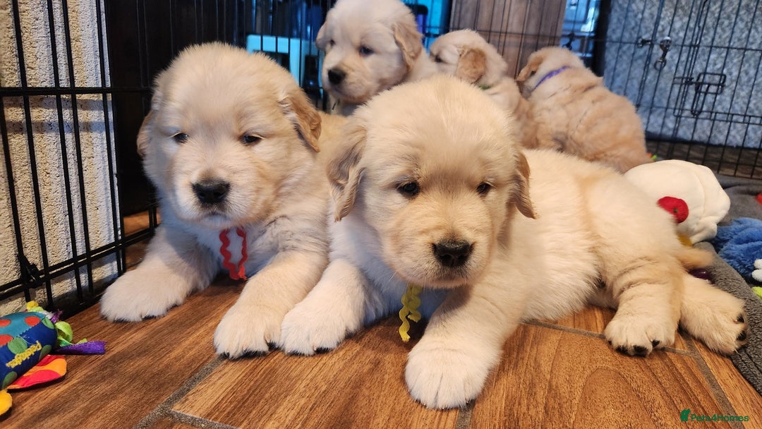 Golden Retriever dogs for sale: Golden retriever pups 5 girls and 4 boy available - Image 4