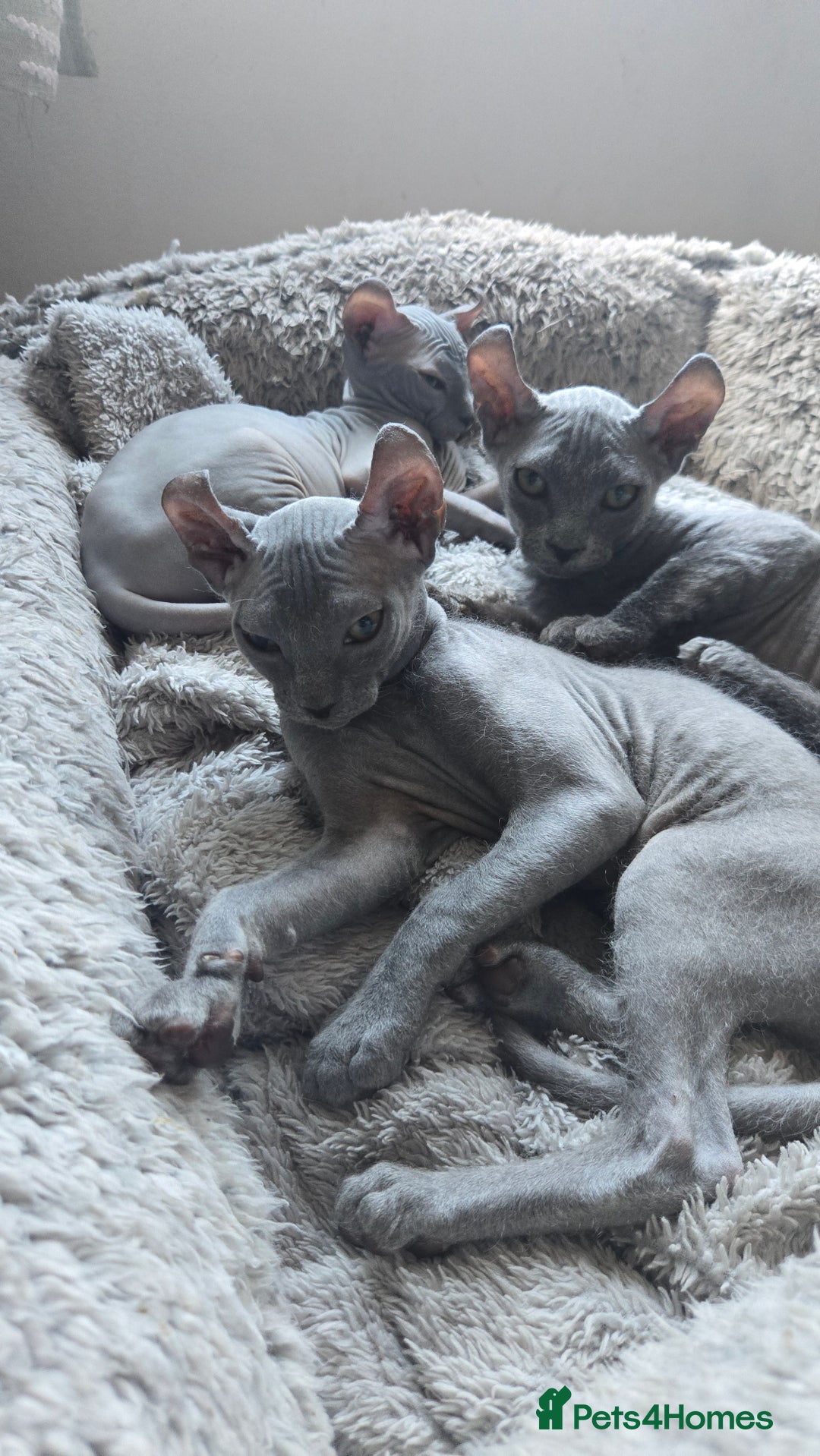 Sphynx cats for sale: Elf Sphynx Kittens  - Image 31