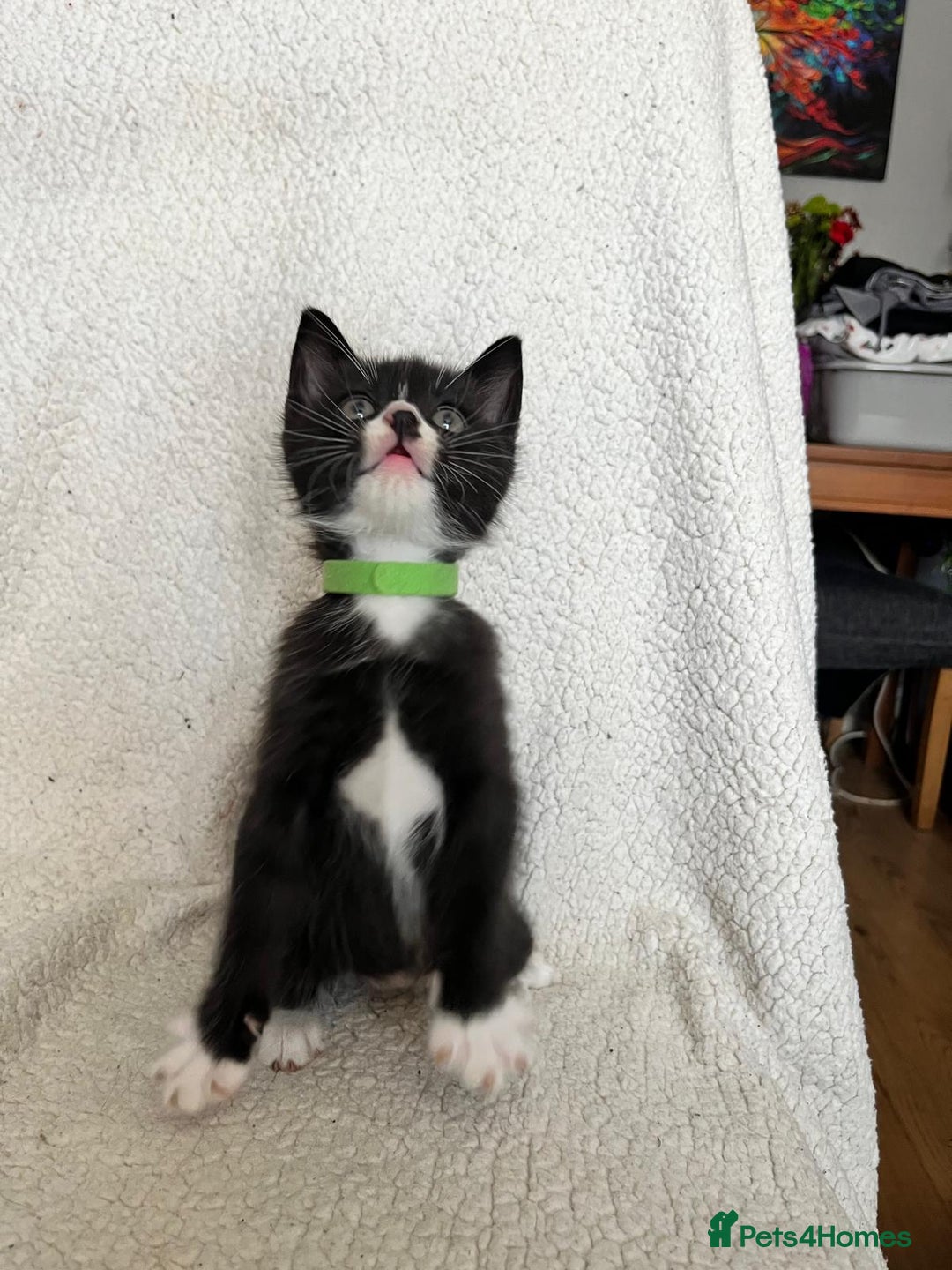 Mixed Breed cats for sale: 2 lovely/cutie male kittens, mothers half ragdoll - Advert 10