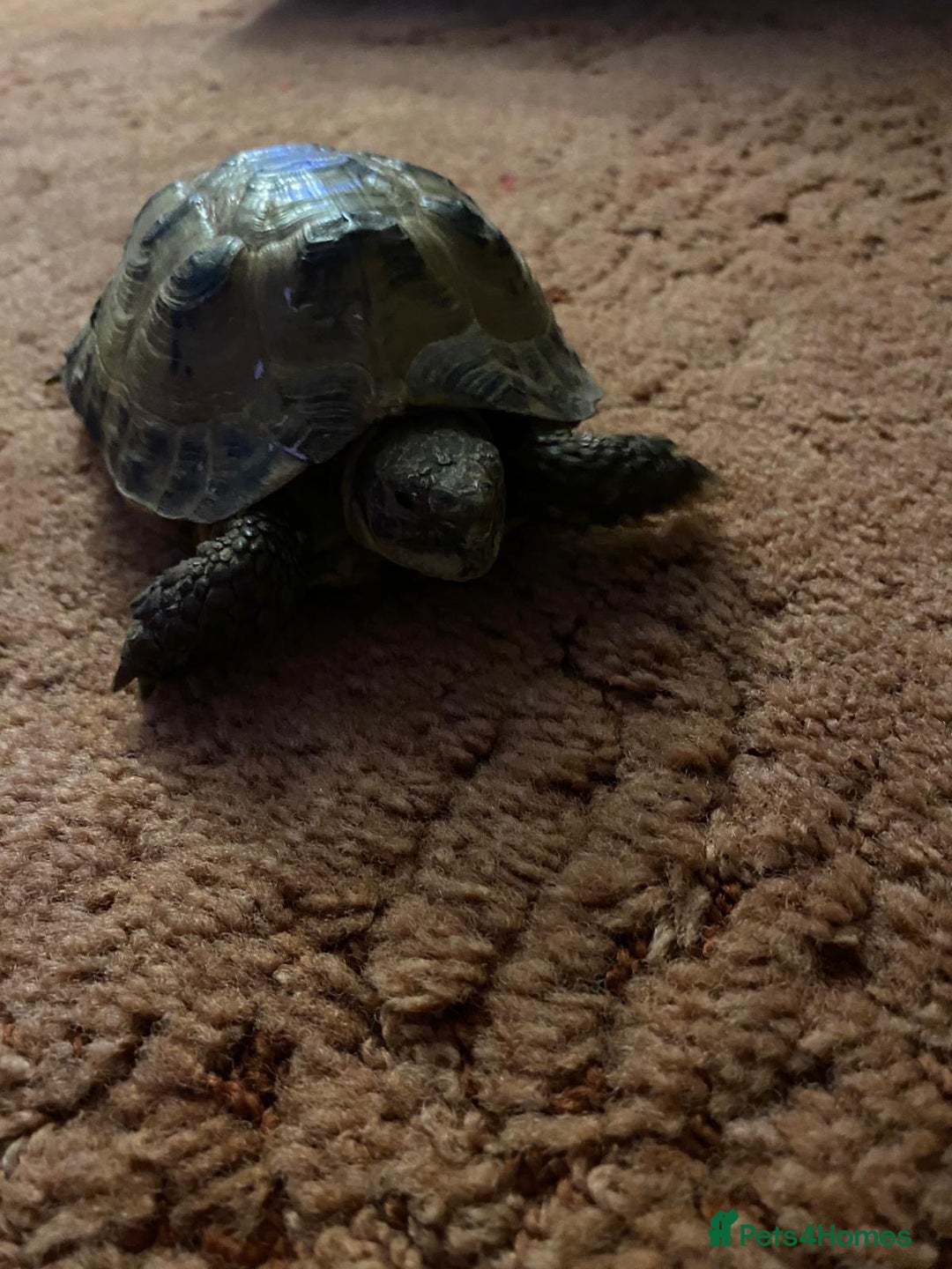 Tortoise reptiles for sale: Pair of Male Horsefield Tortoises with full set up - Advert 14