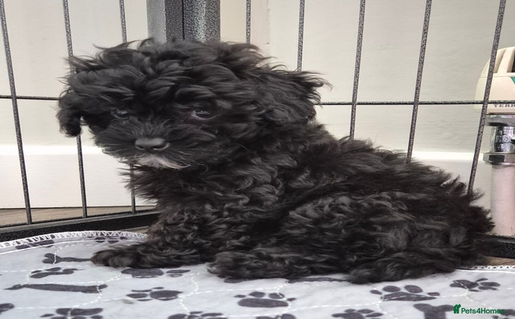 Havanese dogs - Advert 1