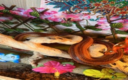 Corn Snake reptiles for sale: Rat snake / corn snake female  - Image 1