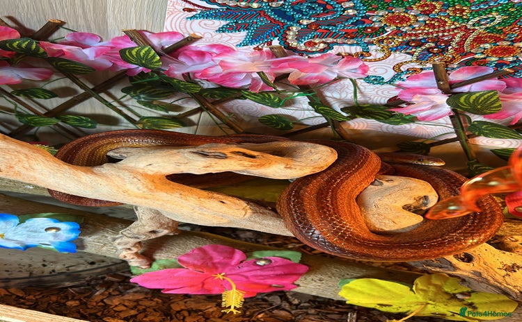 Corn Snake reptiles - Advert 2