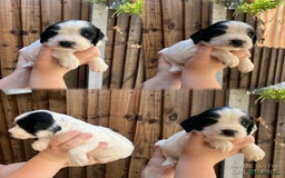 English Springer Spaniel dogs for sale: KC Registered Springer Spaniel Puppies - Image 2