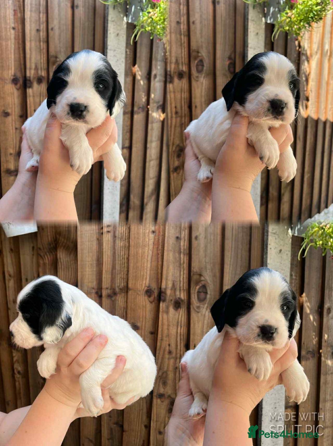 English Springer Spaniel dogs for sale: KC Registered Springer Spaniel Puppies - Image 2
