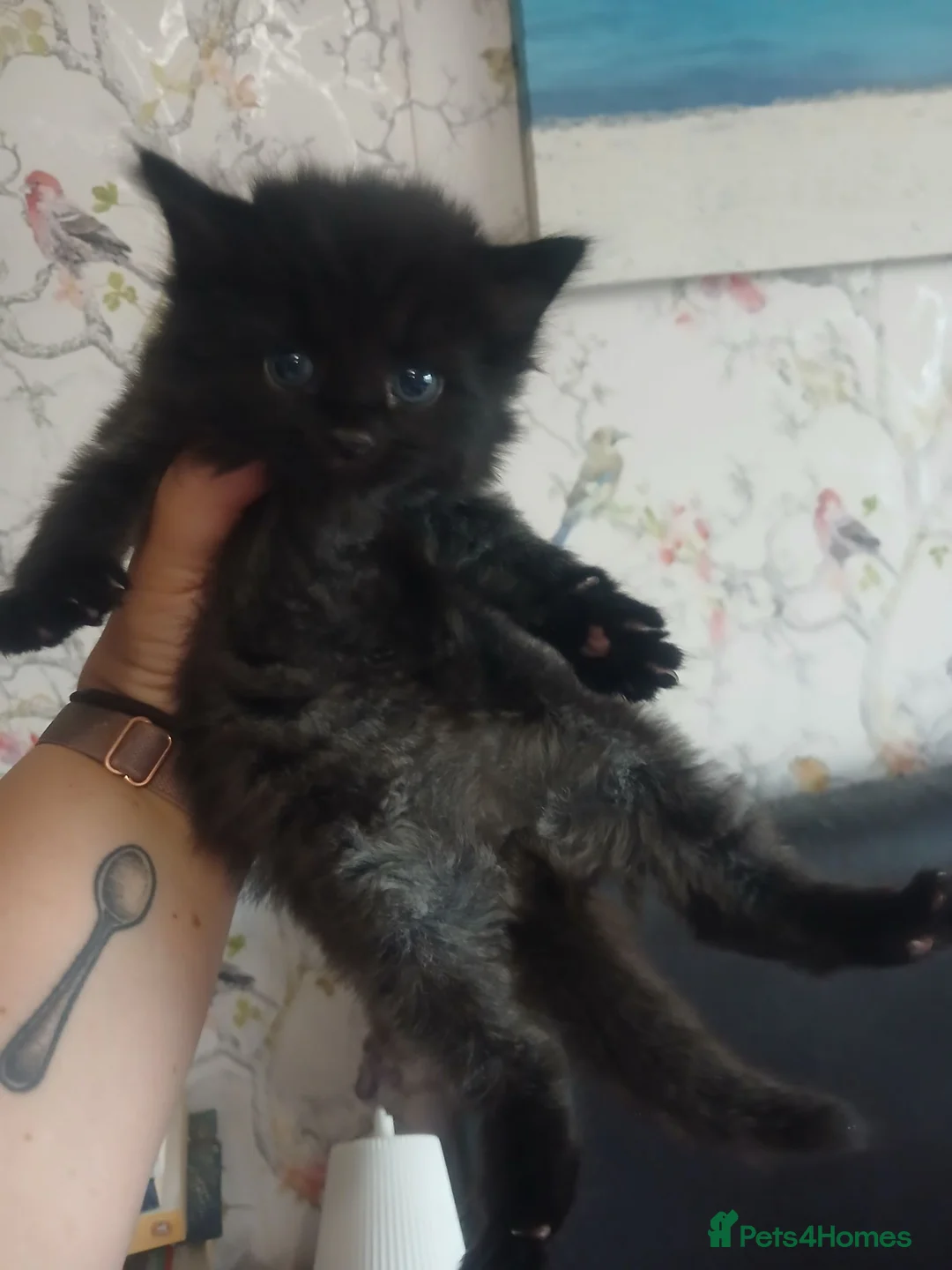 Mixed Breed cats for sale: Two fluffy kittens for Autumnal snuggles in Enfield - Advert 8