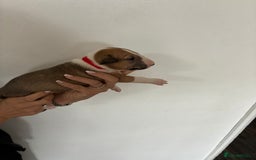 English Bull Terrier dogs for sale: English Bull Terrier puppies🐾KC Registered  - Image 21