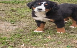 Bernese Mountain Dog dogs for sale: 2 female bernese mountain dogs - Image 5