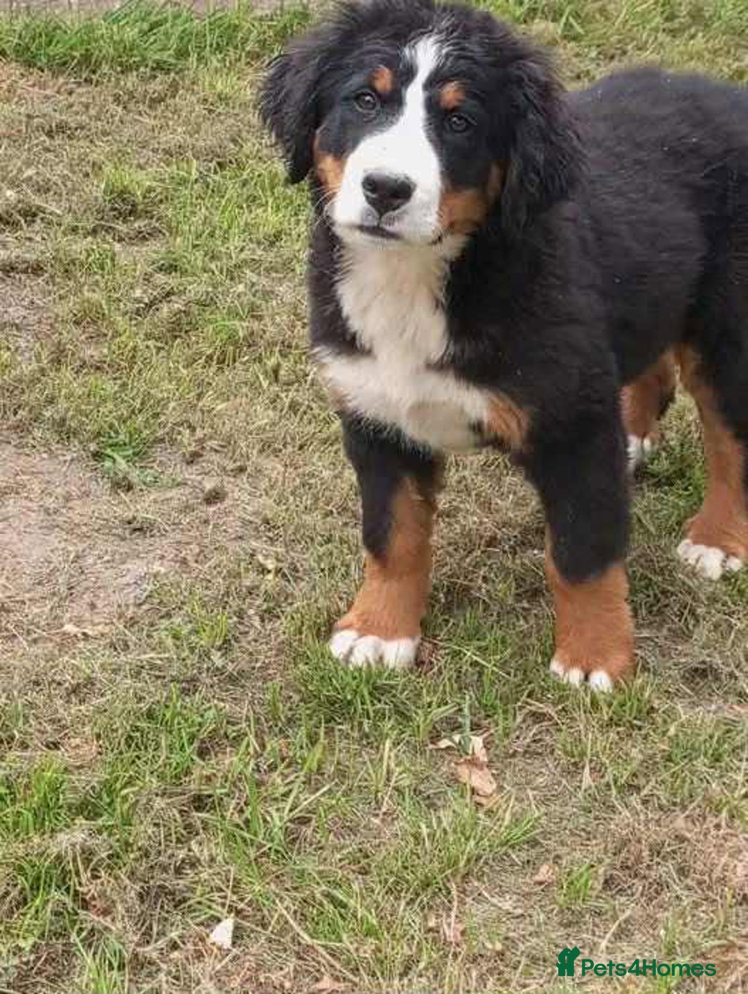Bernese Mountain Dog dogs for sale: 2 female bernese mountain dogs - Image 5