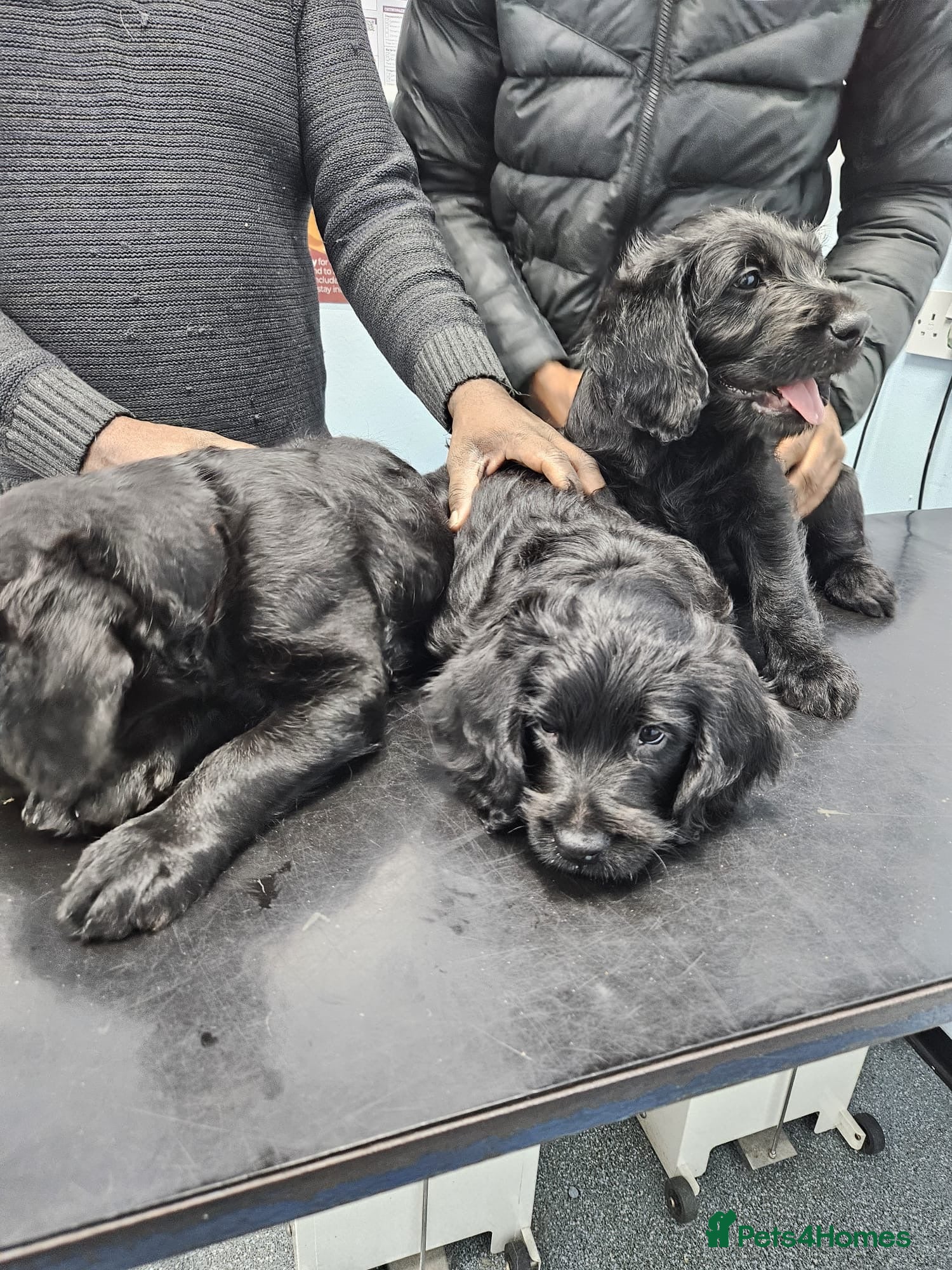 Labradoodle dogs Lovely Labradoodle puppies! 🐶  - Advert 5