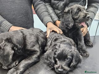 Labradoodle dogs Lovely Labradoodle puppies! 🐶 - Advert 14