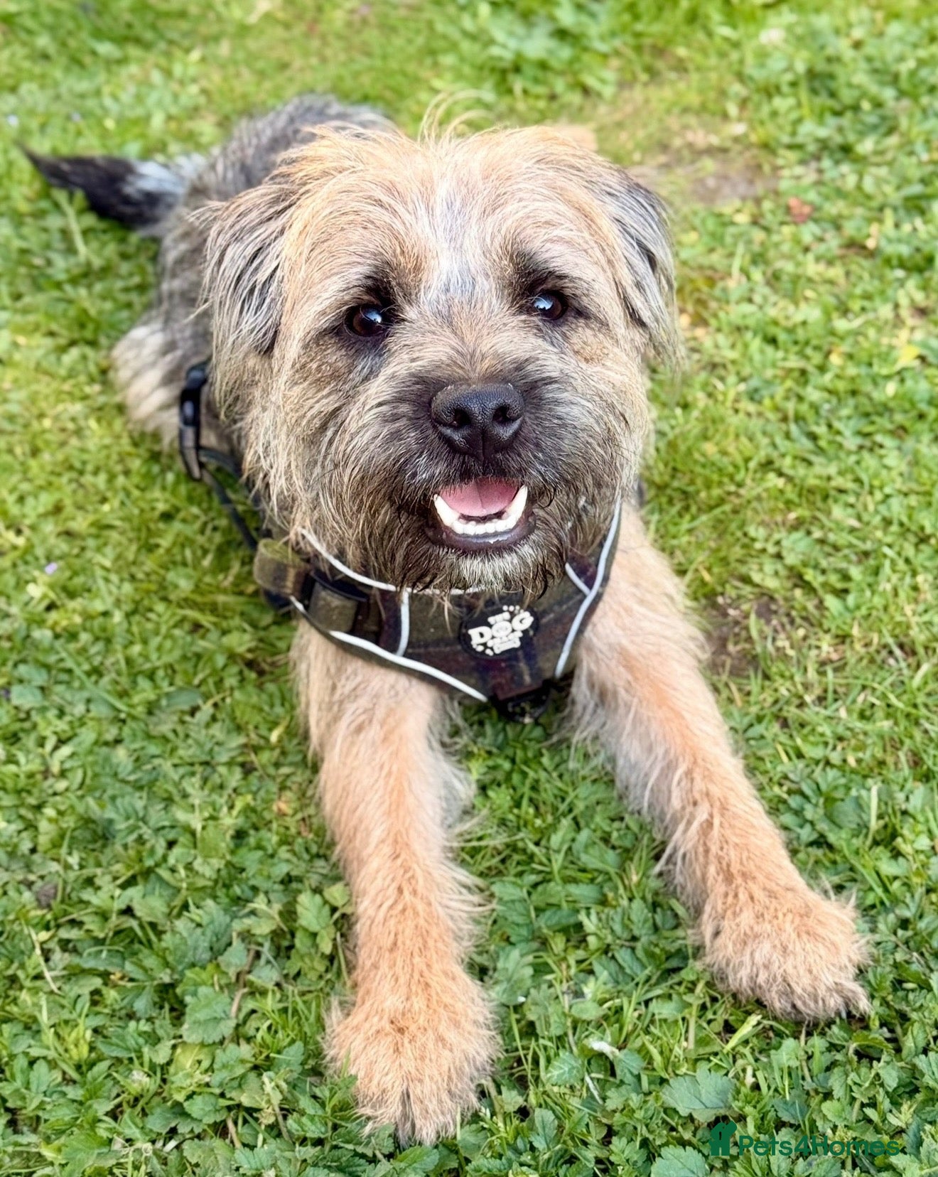 Border Terrier dogs Rusty – Proven, SLEM Clear Border Terrier Stud  - Advert 1