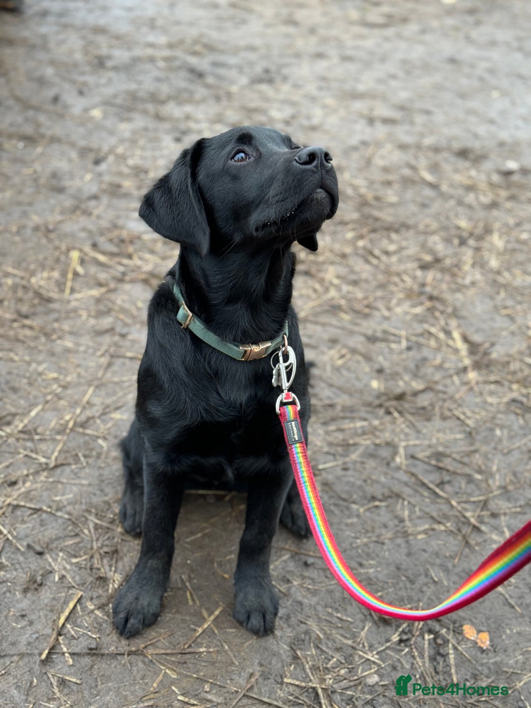 Labrador Retriever dogs for sale: KC Reg Pups, Excellent Pedigree, Ready This Week - Image 21