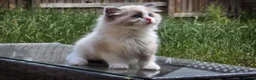 Ragdoll cats for sale: Blue Point/Bicolor Ragdoll Boy Champion Line TICA - Advert 3
