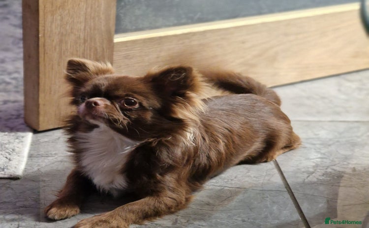 Chihuahua dogs in Romford - Advert 6