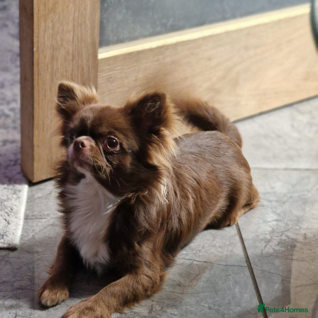 Chihuahua dogs for stud: Chihuahua Chocolate longhaired Stud  in Romford - Image 1