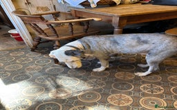 Old English Sheepdog dogs for sale: Old English Sheepdog  - Image 6