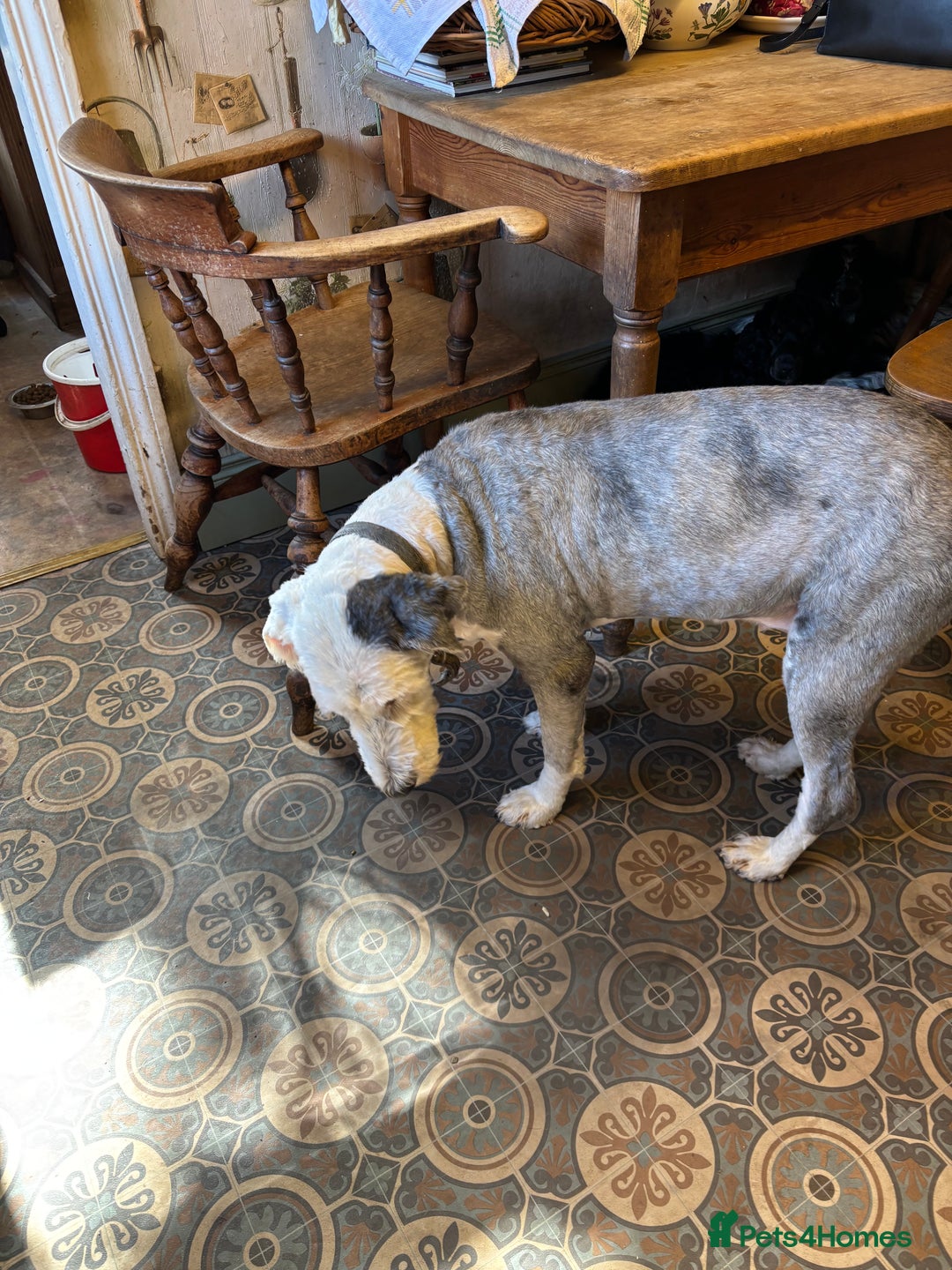 Old English Sheepdog dogs for sale: Old English Sheepdog  - Image 6