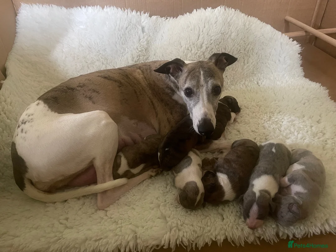 Whippet dogs for sale: Whippet Puppies in Sturminster Newton - Advert 1