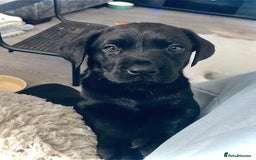 Labrador Retriever dogs for sale: 8 super Labrador pups 4 girls 4 boys**NEW PHOTOS** - Image 13