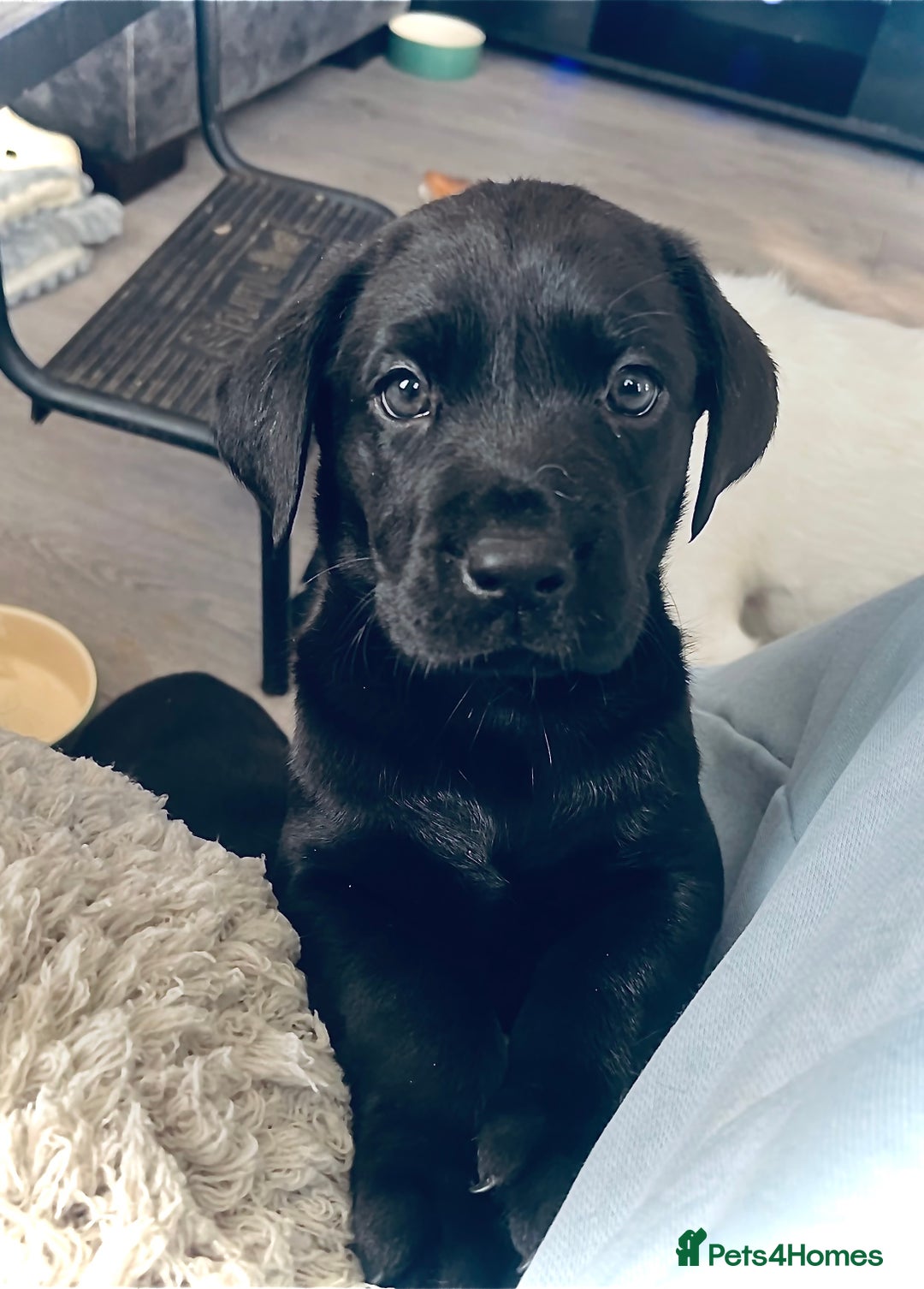 Labrador Retriever dogs for sale: 8 super Labrador pups 4 girls 4 boys**NEW PHOTOS** - Image 13