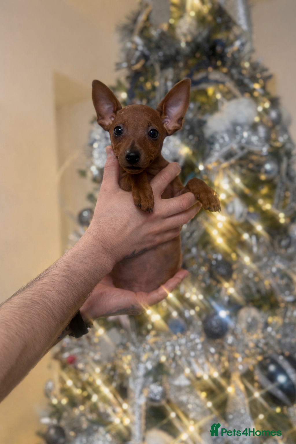 Miniature Pinscher dogs Pure 100% Miniature Pinscher-Licensed Breeder🐾❤️  - Advert 6