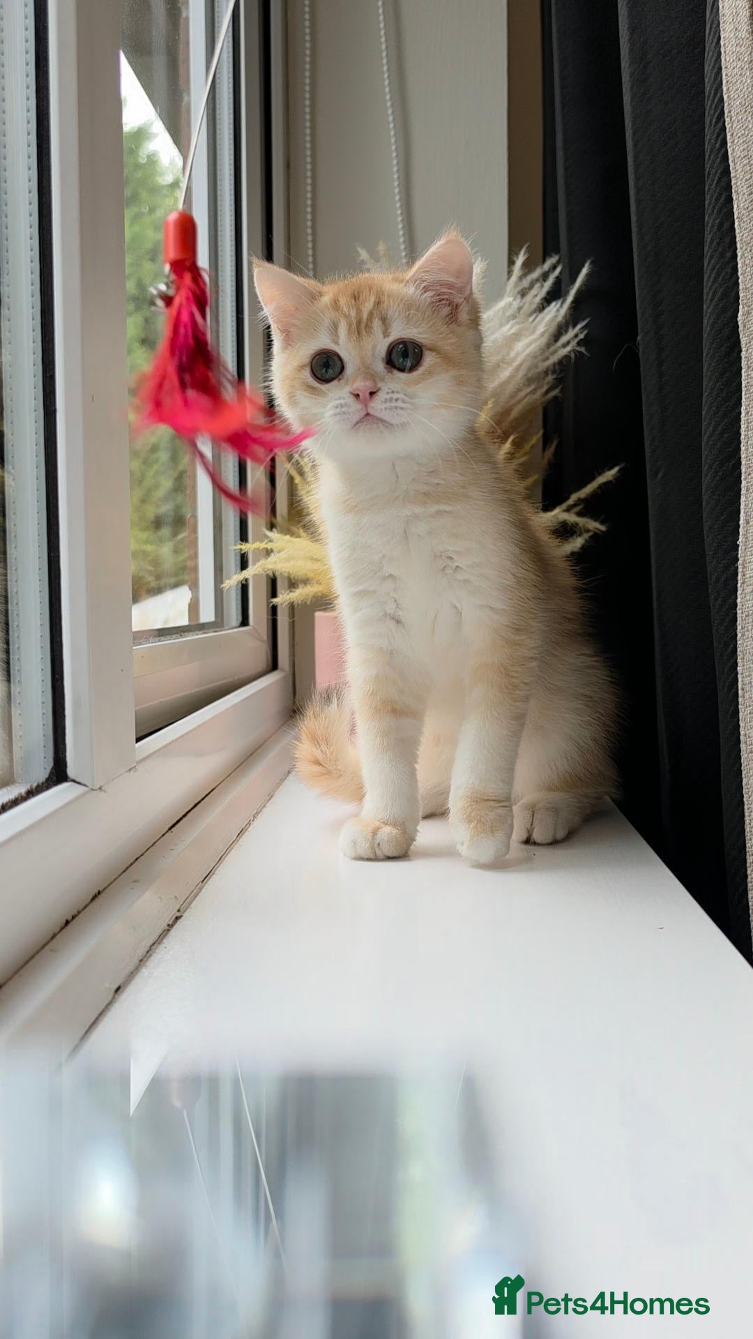 British Shorthair cats GCCF Lilac & Chocolate Golden Kittens | Ready Now - Advert 2