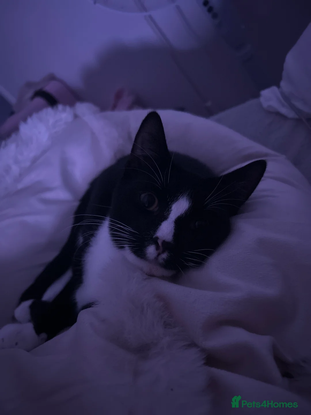 Mixed Breed cats for sale: 2 precious boy kittens  - Advert 3