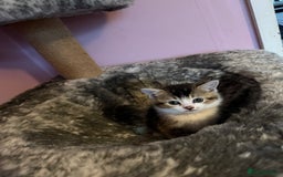 Mixed Breed cats for sale: Mixed breed kittens for sale💕 - Image 7