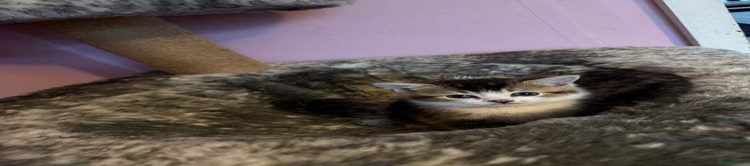 Mixed Breed Kitten 6