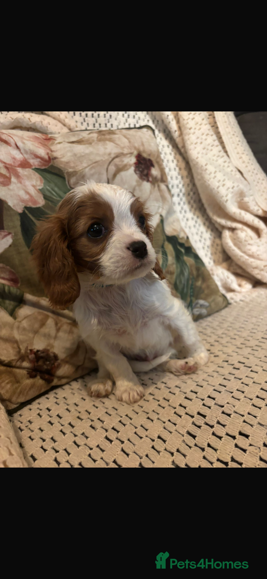 Cavalier King Charles Spaniel dogs for sale: Cavalier King Charles spaniel puppies  - Advert 14