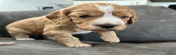 Cockapoo dogs for sale: Gorgeous Cockapoo puppies - Advert 11