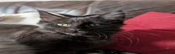 Maine Coon cats for sale: Tica registered mainecoons  - Advert 11