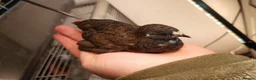 Quail poultry for sale: Chinese painted/button quail - Advert 8