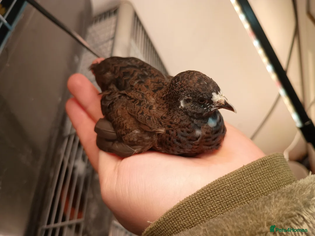 Quail poultry for sale: Chinese painted/button quail - Advert 8