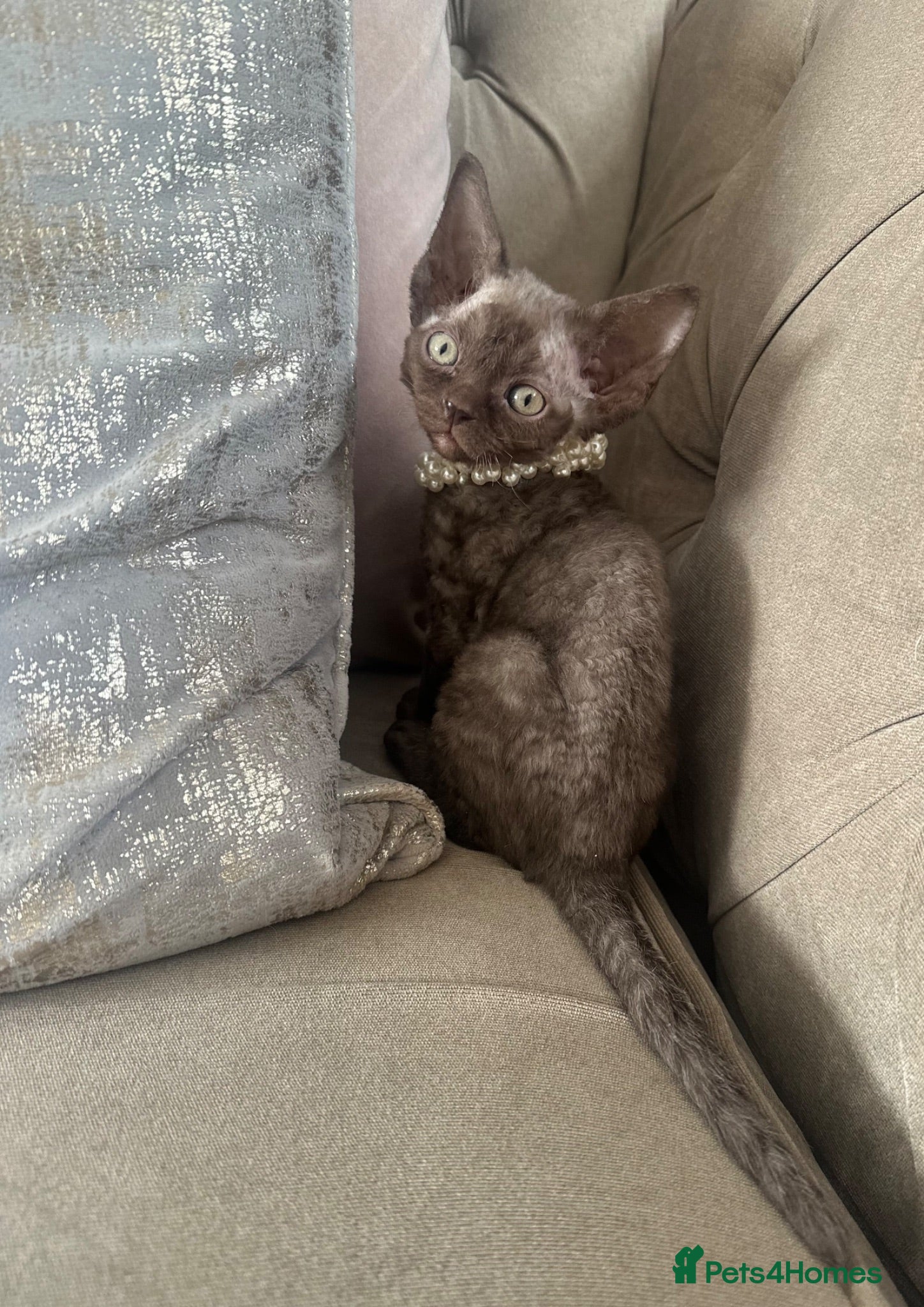 Devon Rex cats Beautiful GCCF Registered Devon Rex Kittens 🩷 - Advert 15