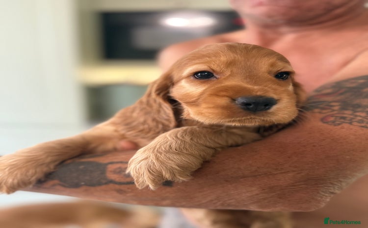 Cocker Spaniel dogs - Advert 3