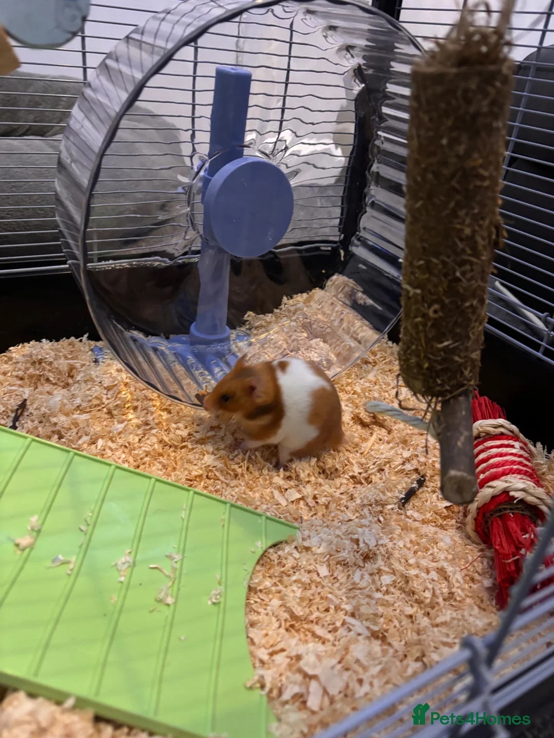 Hamster rodents for sale: Hamster - female in Newcastle - Advert 2