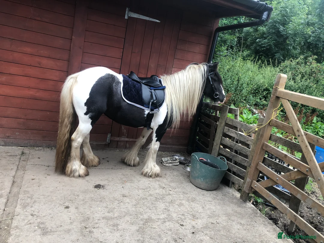 Irish Cob horses for sale: 12hh piebold pony for sale - Advert 9