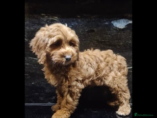 Cockapoo dogs Outstanding RED Champion Quality F1 Cockapoo's - Advert 5