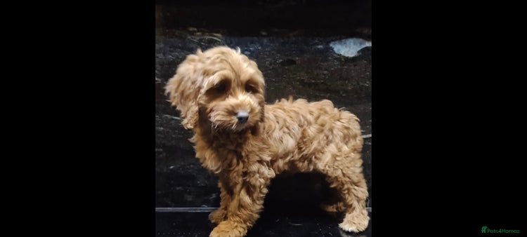 Cockapoo dogs Outstanding RED Champion Quality F1 Cockapoo's - Advert 11