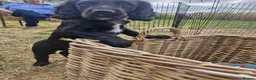 Sprocker dogs for sale: Sprocker Boys - Advert 5