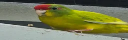 Parakeets birds for sale: Male cinnamon spangle Kakariki for Sale in Wirral - Advert 4