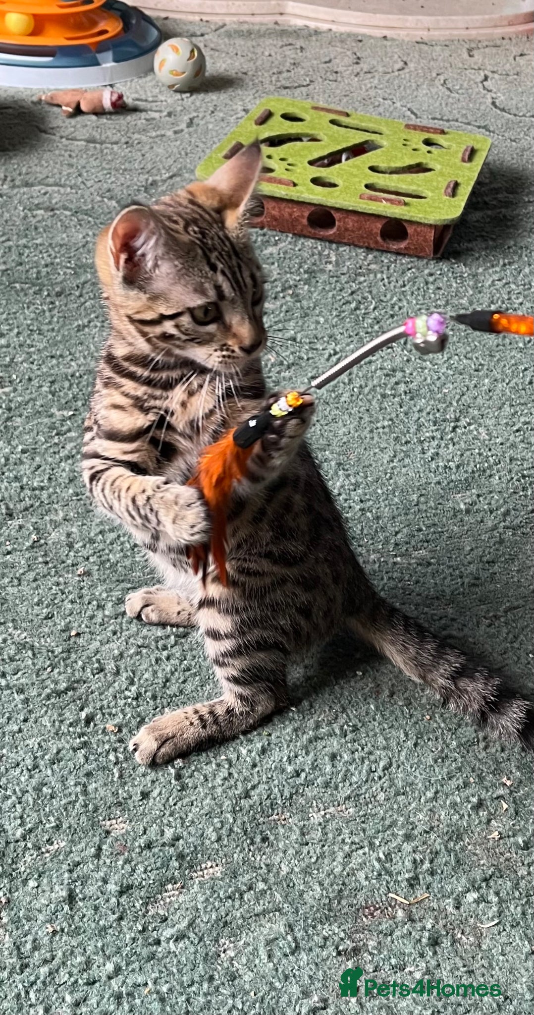 Bengal cats 1 Girl Left!  Cute Bengal/Ragdoll Cross  - Advert 13