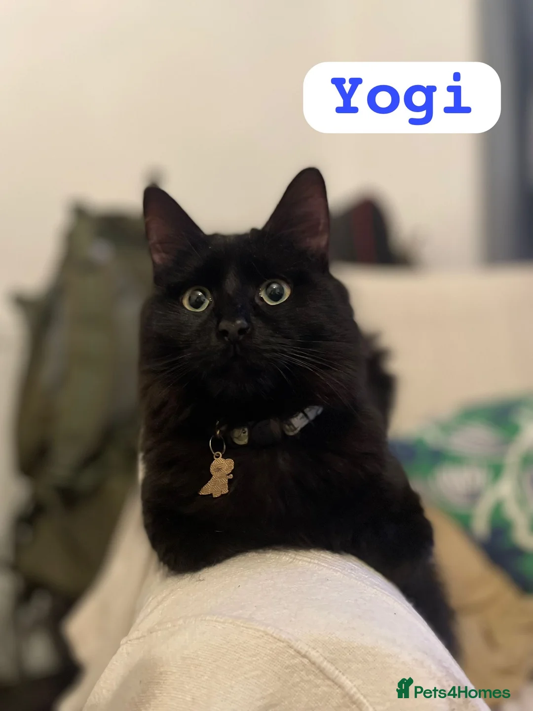 Domestic Shorthair cats for adoption: Ted & Yogi, 7 month old neutered male pair  - Advert 2